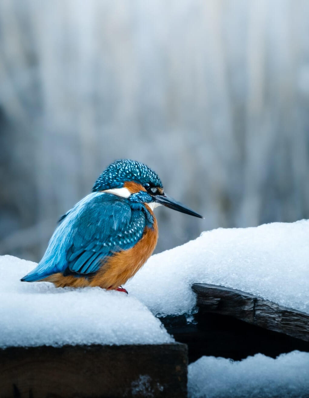 Winterse ijsvogel